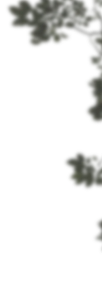 Borde decorativo de arbusto